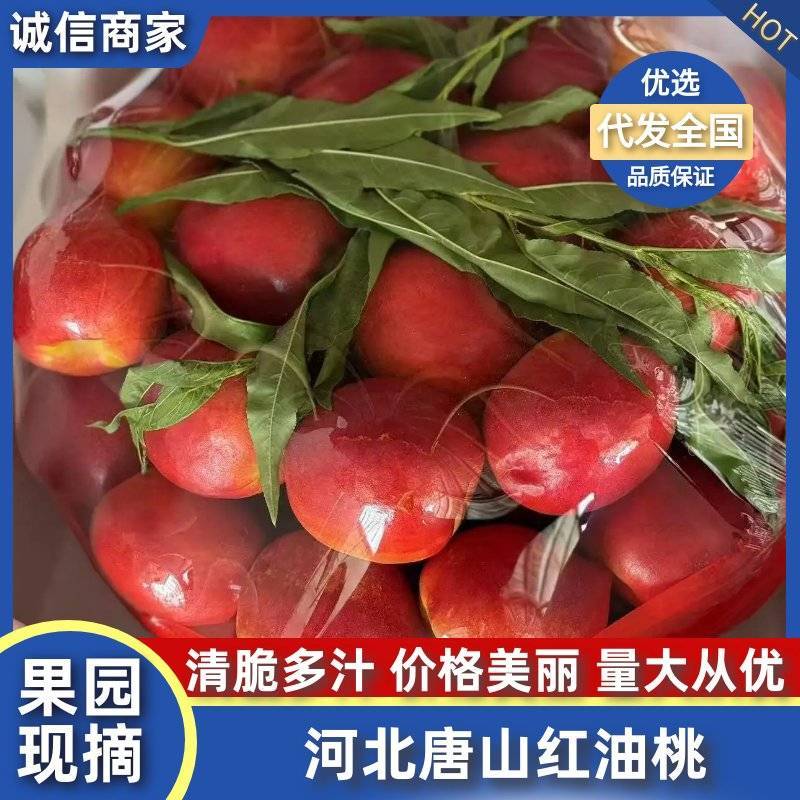 河北唐山露天油桃红油桃大量上市，保质保量品质从优