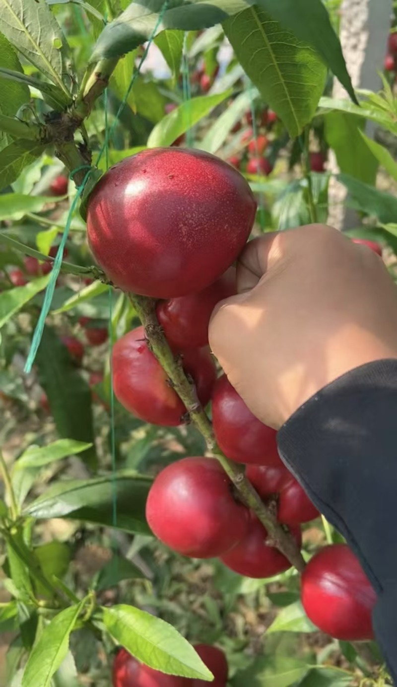 河北唐山露天油桃红油桃大量上市，保质保量品质从优