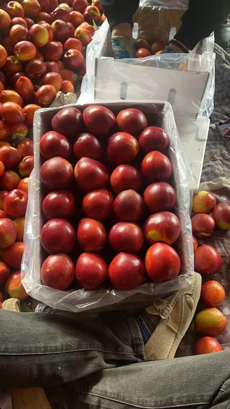 河北唐山露天油桃红油桃大量上市，保质保量品质从优