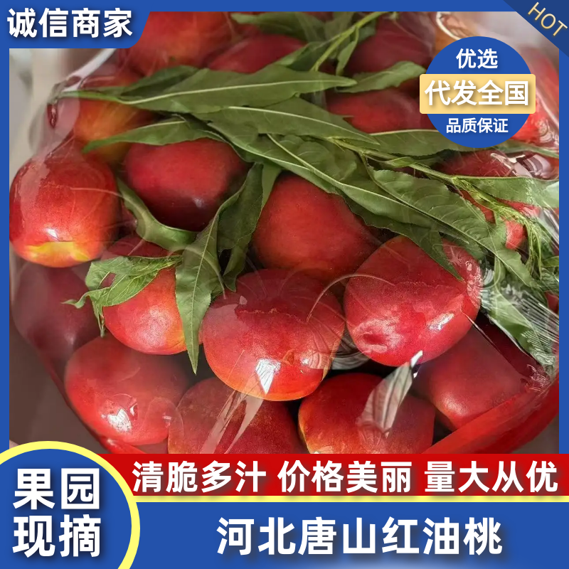河北唐山露天油桃红油桃大量上市，保质保量品质从优