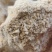 常年出售玉米面玉米次粉碎玉米厂家直销量大从优