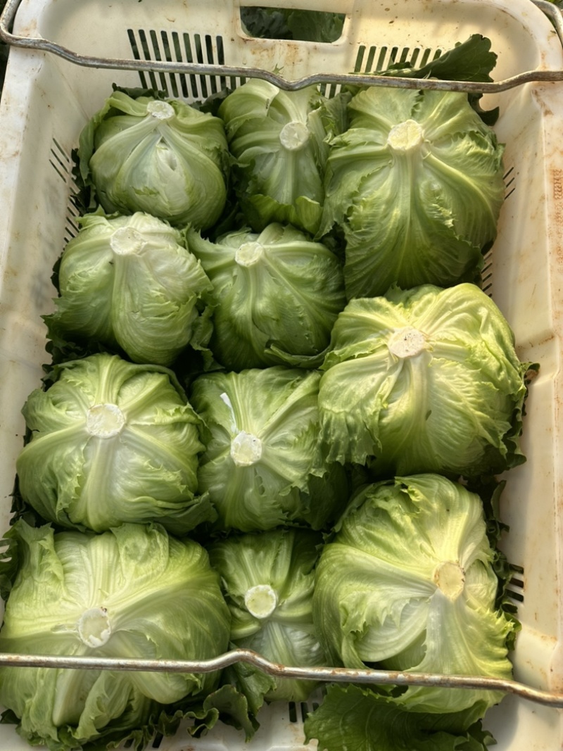 圆生菜