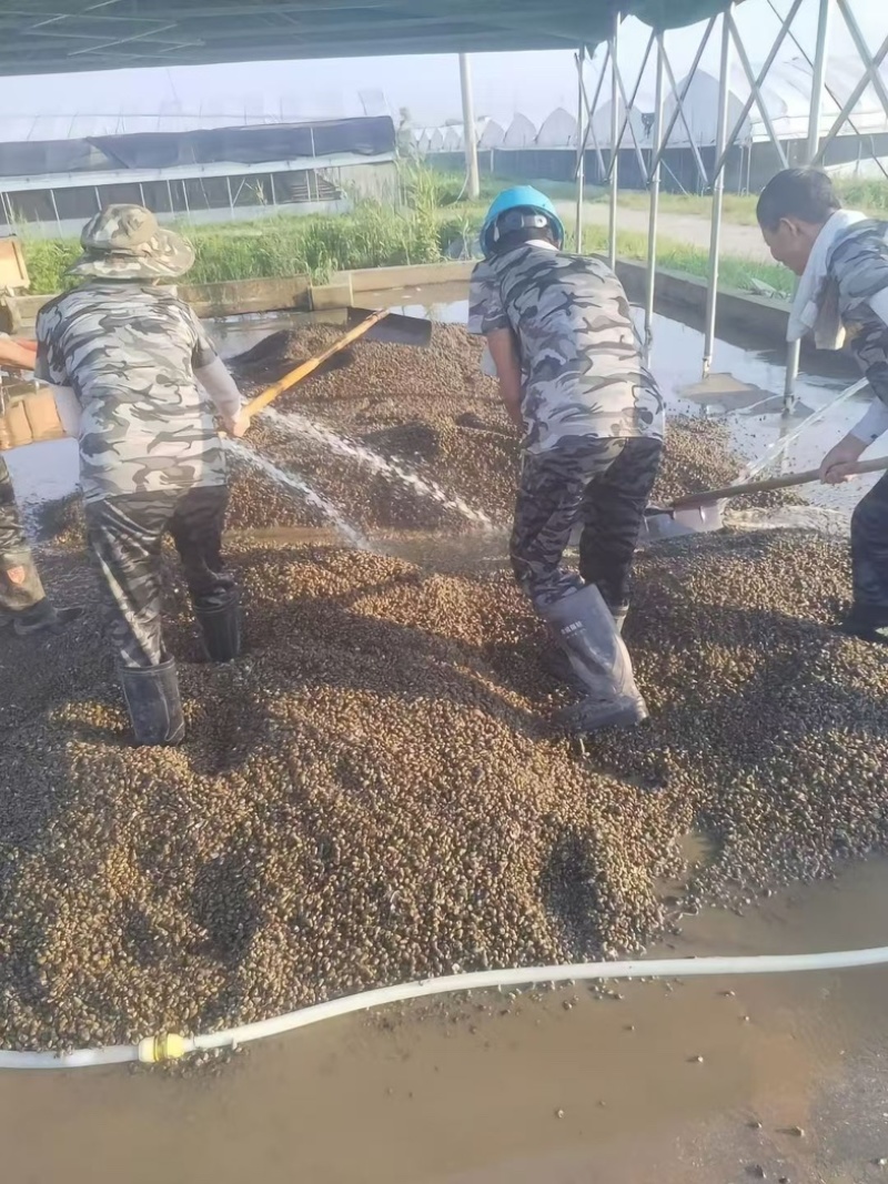 江苏蚂蝗螺蛳、螃蟹塘螺蛳、餐桌螺蛳等