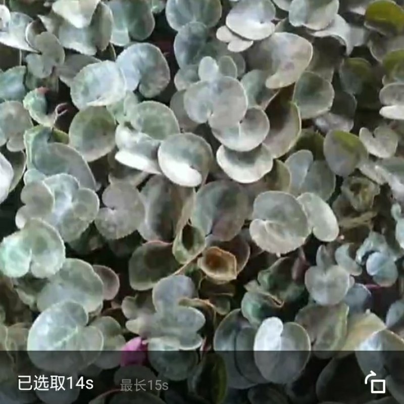 仙客来花苗绿植盆栽盆景花卉兔耳朵家居室内盆栽观花植物阳台