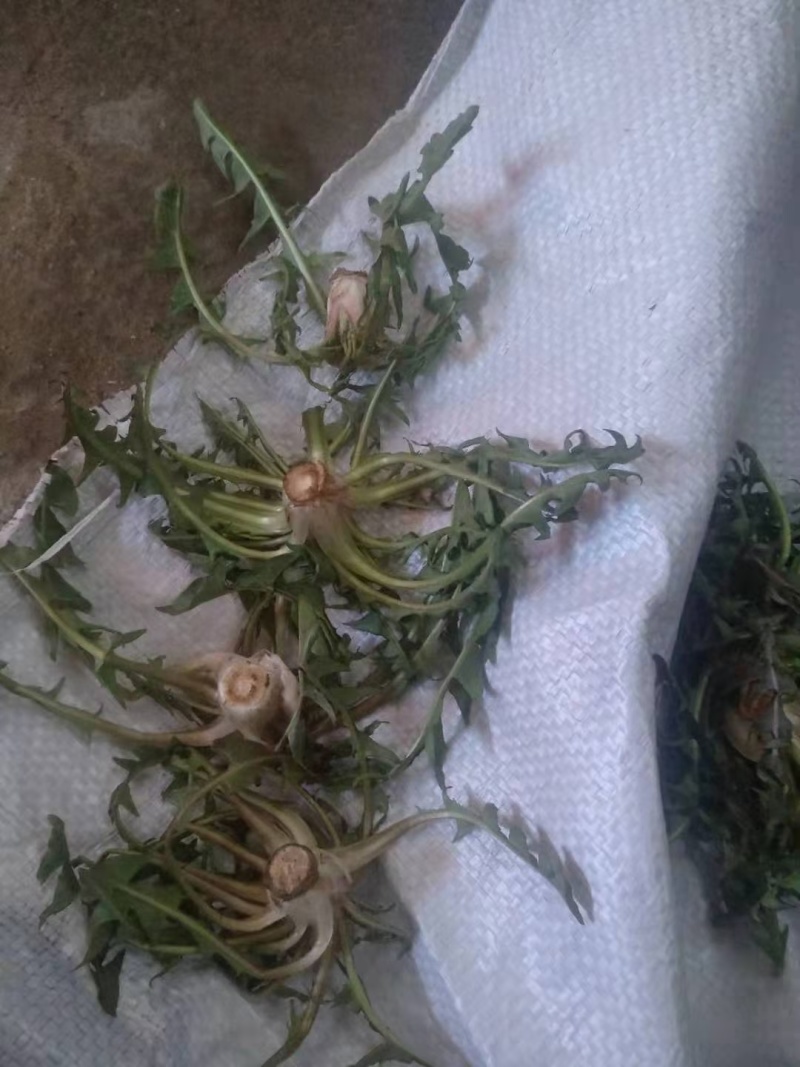 鲜货蒲公英婆婆丁