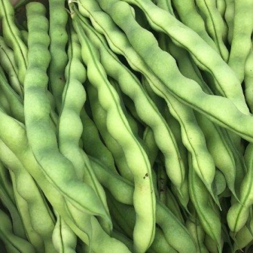 【大青豆】云南大青豆毛豆大量有货保质保量