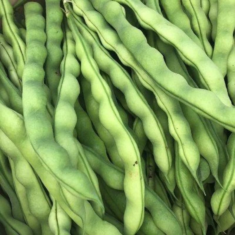 【大青豆】云南大青豆毛豆大量有货保质保量