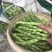 【大青豆】云南大青豆毛豆大量有货保质保量