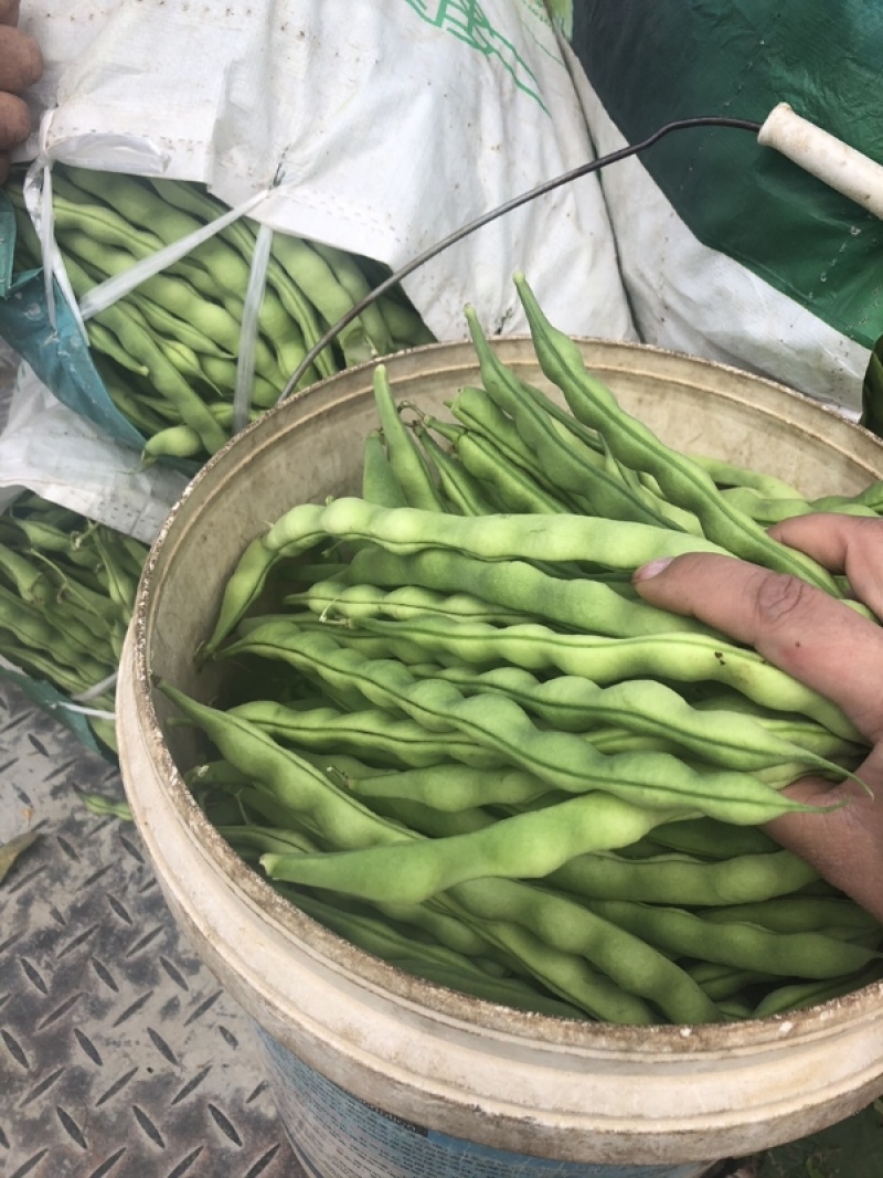 【大青豆】云南大青豆毛豆大量有货保质保量