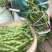 【大青豆】云南大青豆毛豆大量有货保质保量