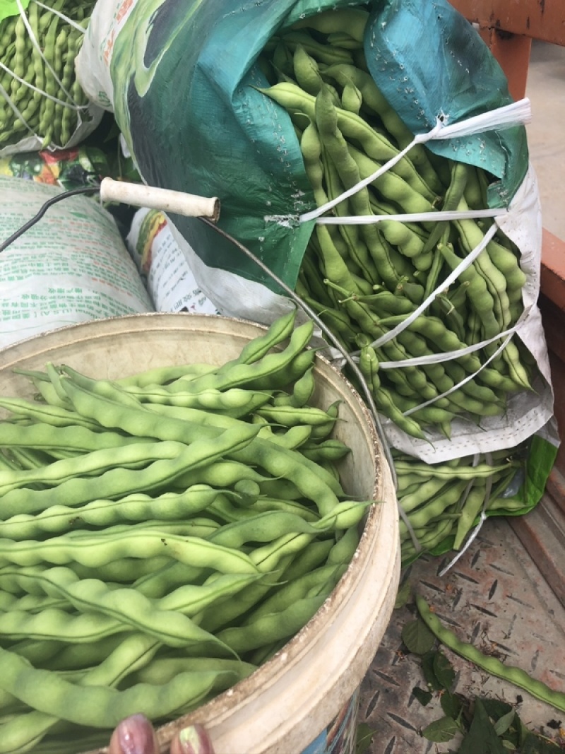 【大青豆】云南大青豆毛豆大量有货保质保量