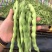 【大青豆】云南大青豆毛豆大量有货保质保量