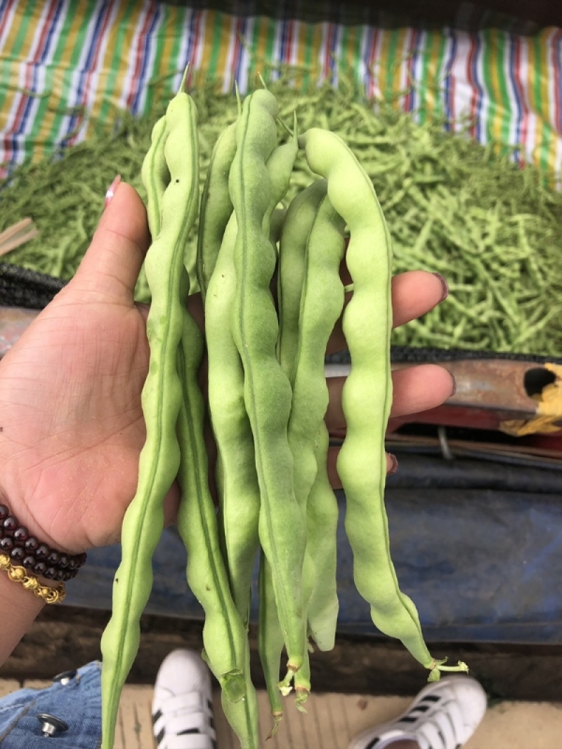 【大青豆】云南大青豆毛豆大量有货保质保量