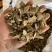 白术大颗粒4到20号高含量