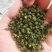 正宗的汉源青花椒，红花椒，手工花椒油，自产自销