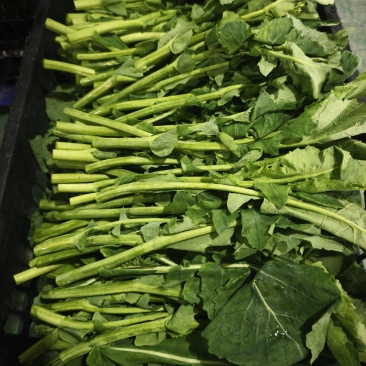 恩施油菜苔