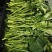 恩施油菜苔