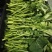 恩施油菜苔