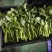 恩施油菜苔