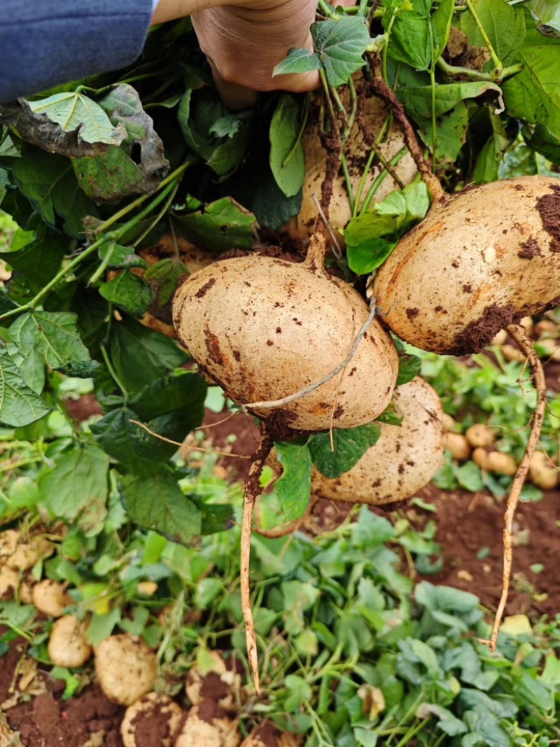 广东凉薯地瓜豆薯货源充足质量保证