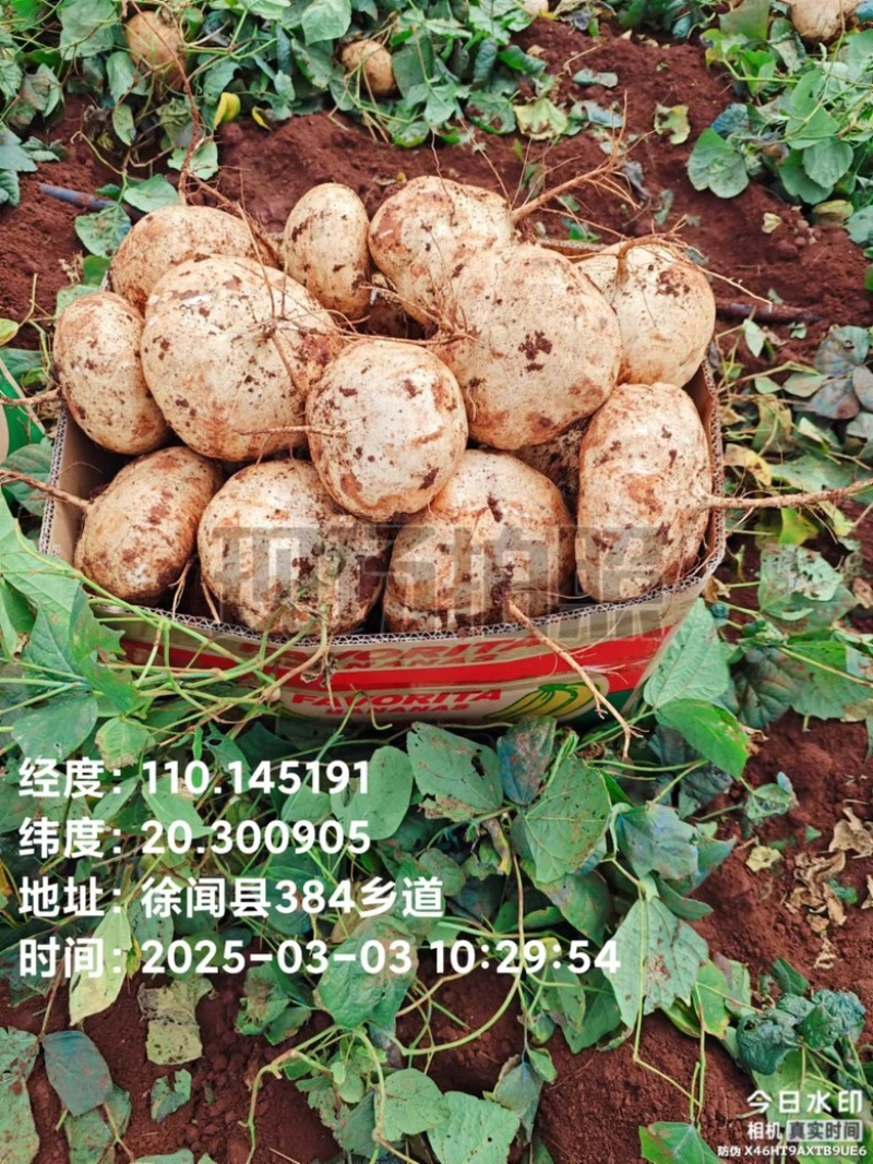 广东凉薯地瓜豆薯货源充足质量保证