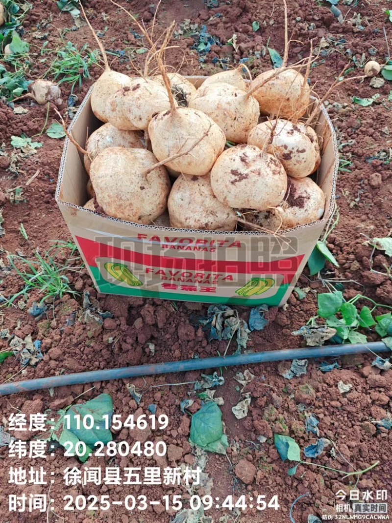 广东豆薯量大从优产地直发诚信合作，欢迎大家下单
