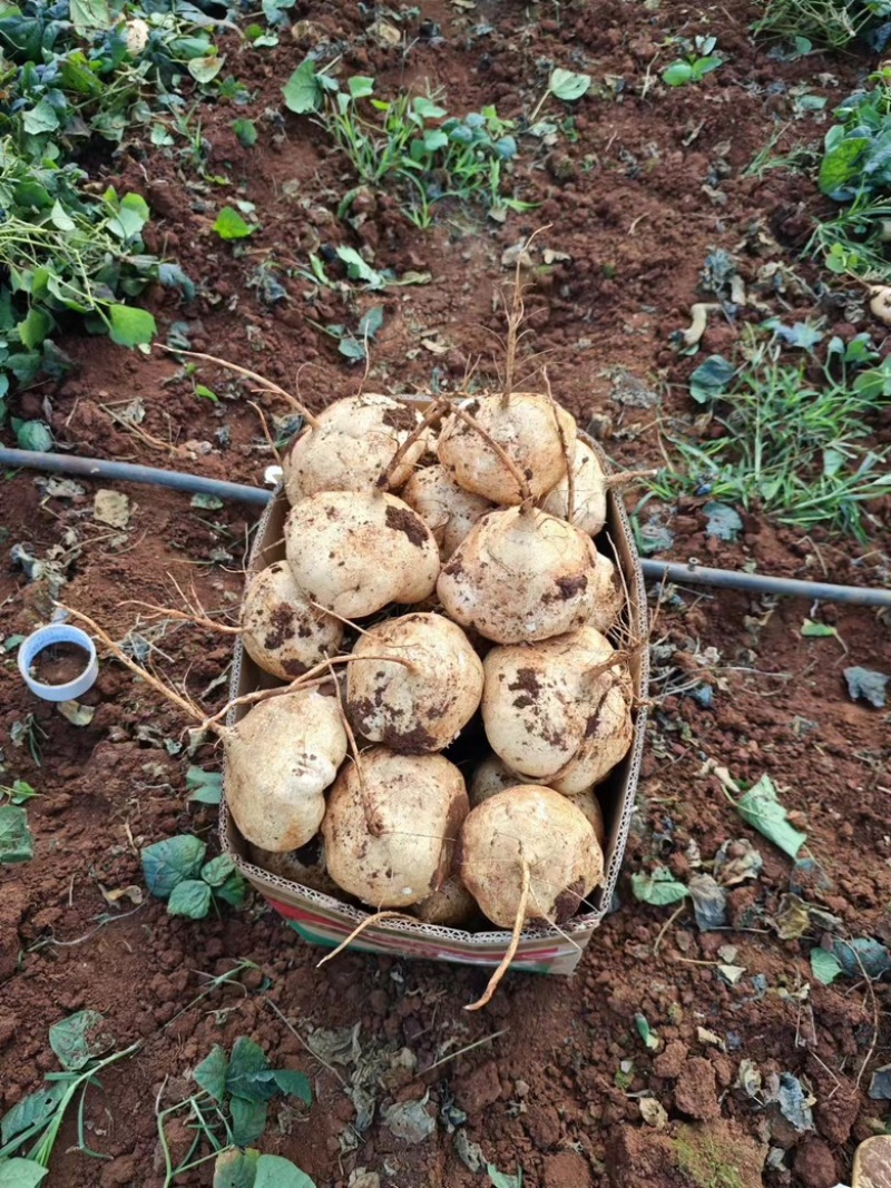 广东豆薯量大从优产地直发诚信合作，欢迎大家下单