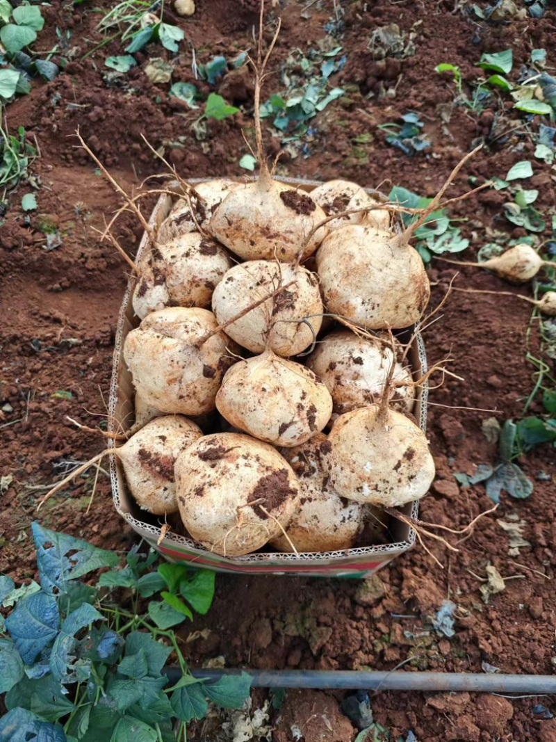 广东豆薯量大从优产地直发诚信合作，欢迎大家下单