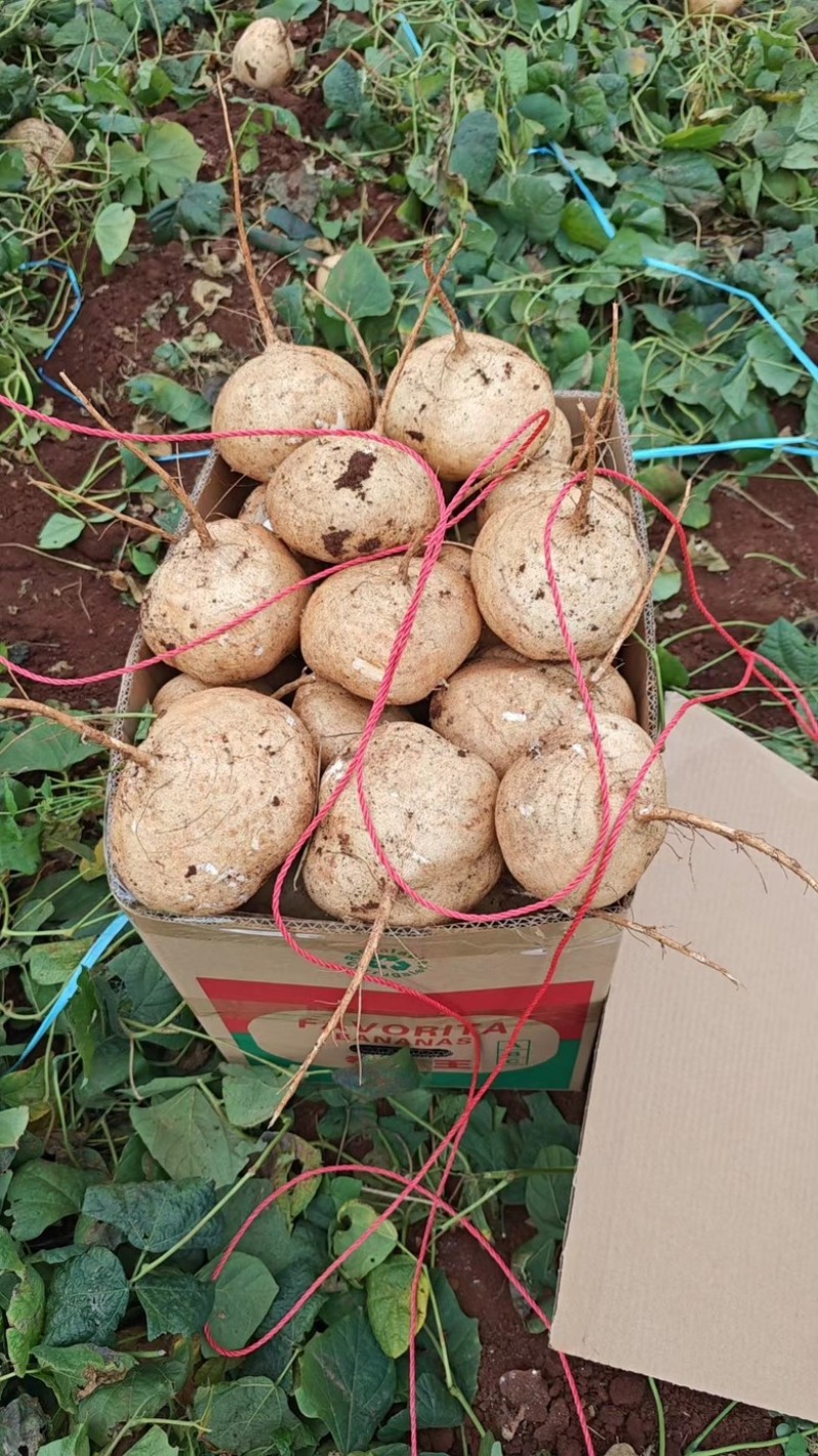 广东豆薯量大从优产地直发诚信合作，欢迎大家下单