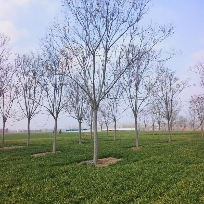 精品栾树基地直发品质保证量大从优一手货源