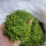 金银花茶