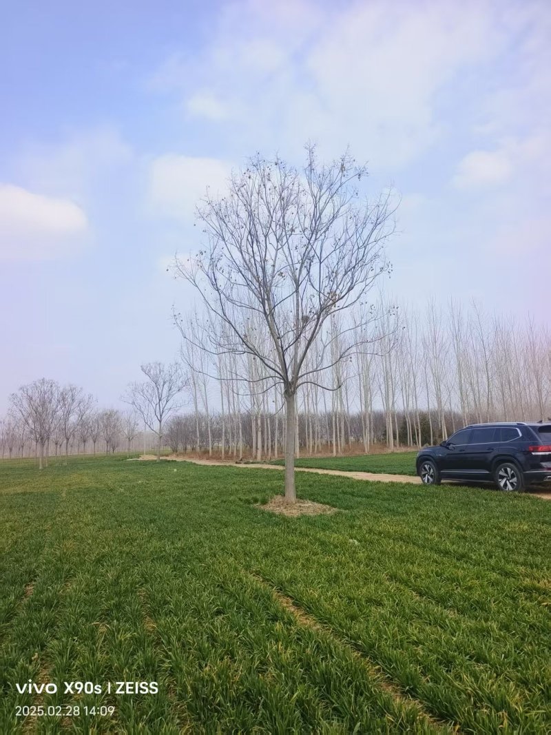 精品栾树基地直发品质保证量大从优一手货源