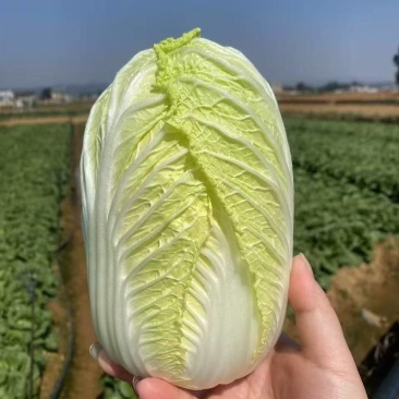 云南精品大娃娃菜，产地直销，一手货源，冷库预冷，质量保证