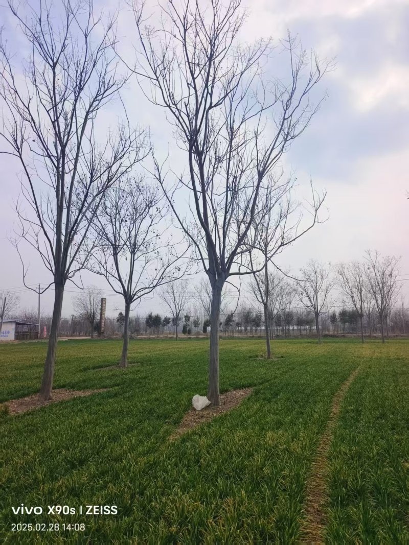 精品栾树基地直发品质保证量大从优一手货源