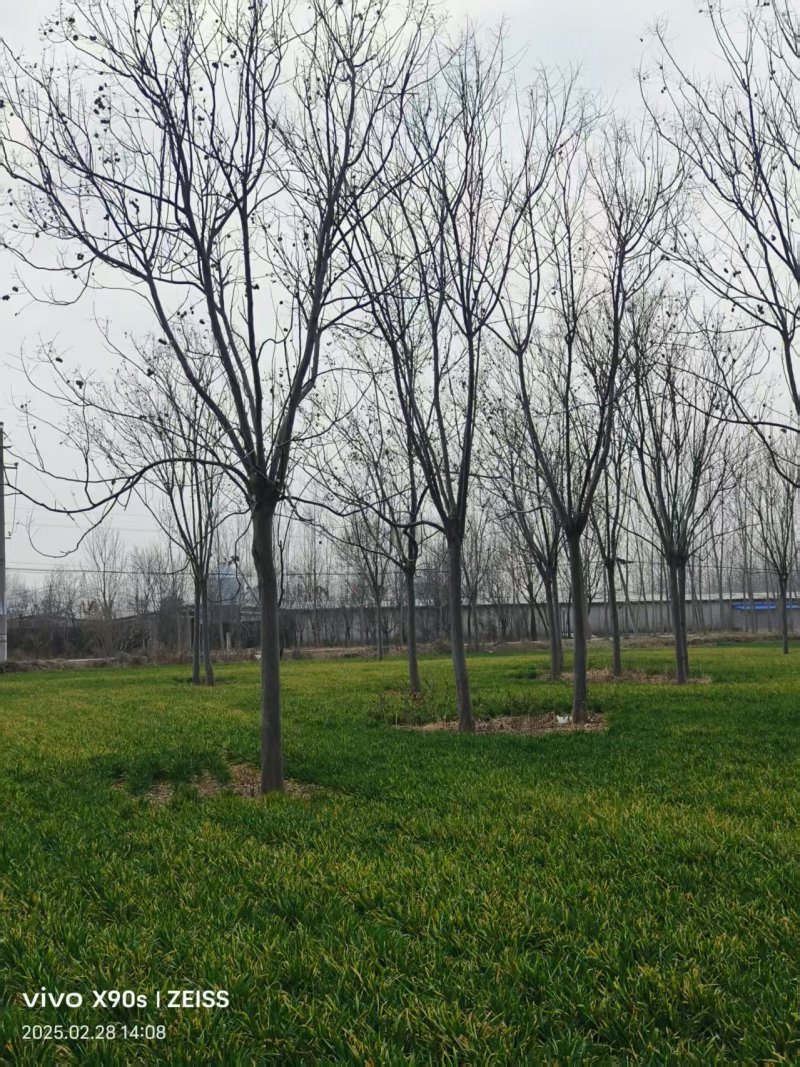 精品栾树基地直发品质保证量大从优一手货源