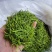 金银花茶