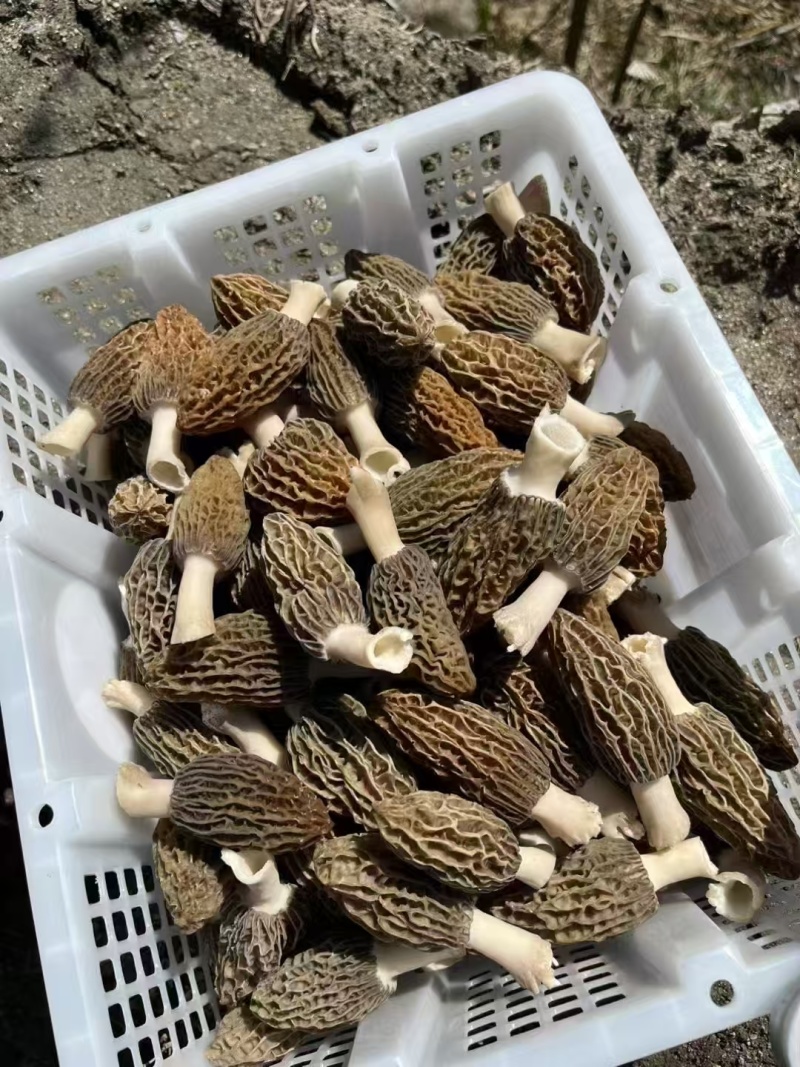 羊肚菌（干货）