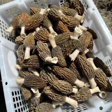 羊肚菌（干货）