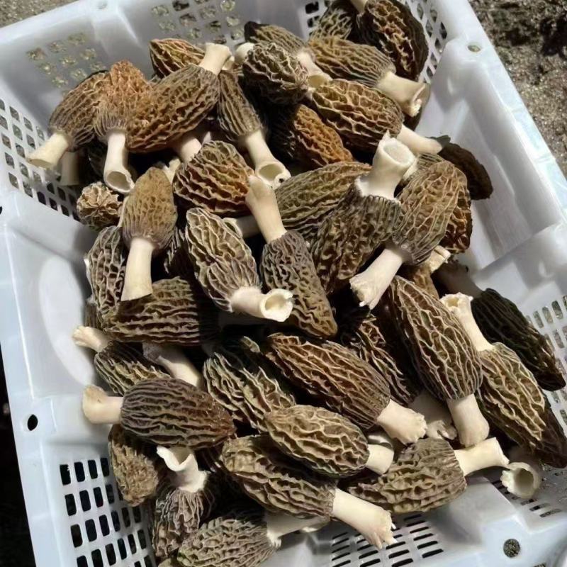 羊肚菌（干货）