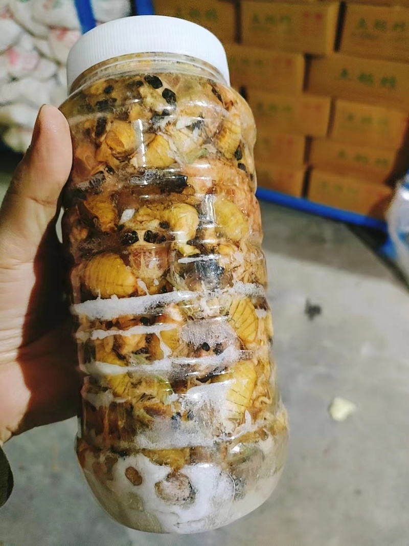 优选白蝉万亩基地一手货源全国可发支持视频看货