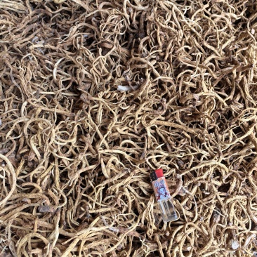 秦艽干货产地直供大量有货，质量保证价格合理，欢迎咨询