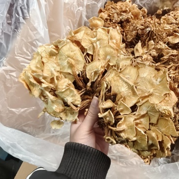 干金针菇