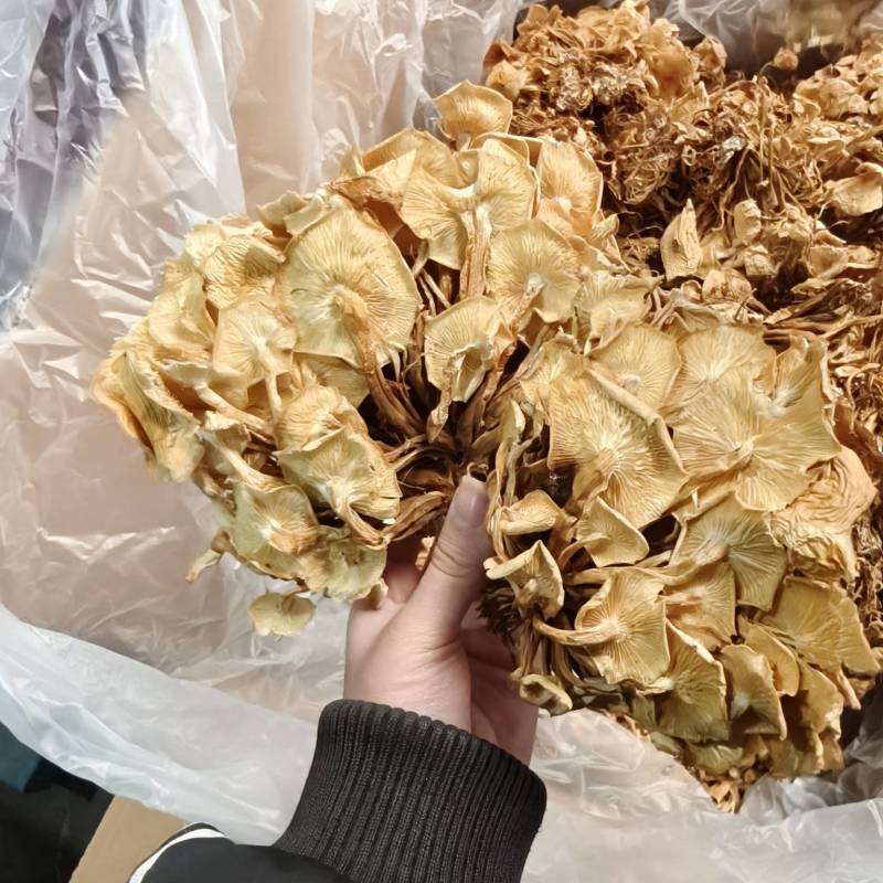 干金针菇