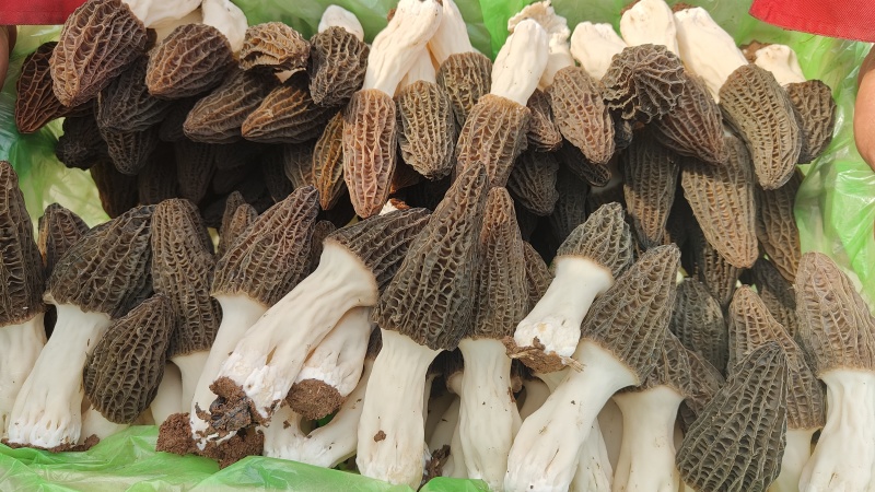 蘑菇