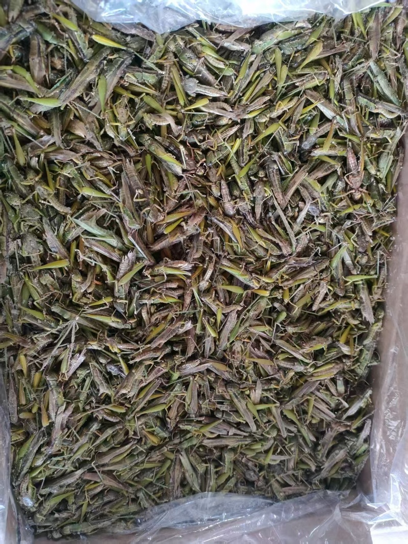精品蚂蚱万亩基地产地直发一手货源支持视频看货
