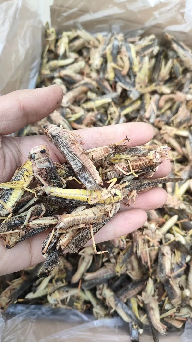 精品蚂蚱万亩基地产地直发一手货源支持视频看货