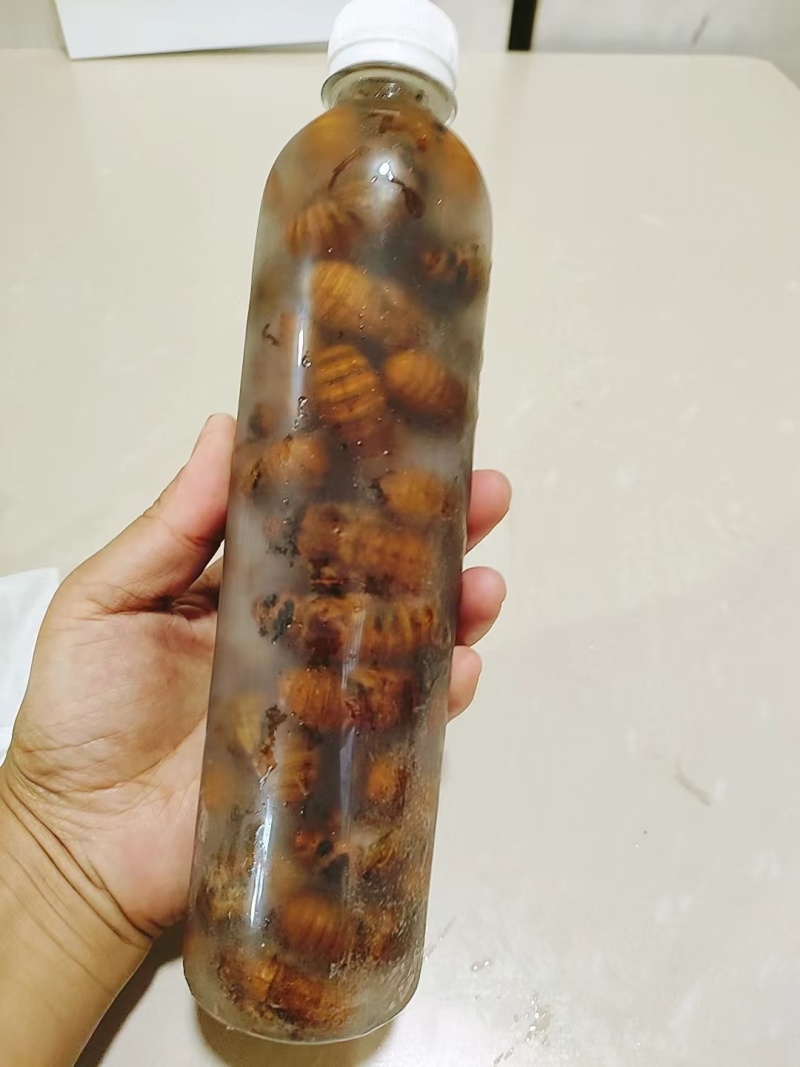 优选金蝉基地直供现货速发一手货源量大从优