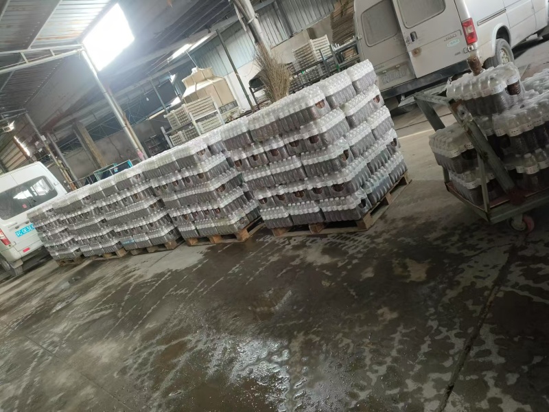 优选金蝉基地直供现货速发一手货源量大从优