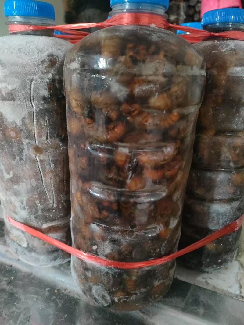 优选金蝉基地直供现货速发一手货源量大从优