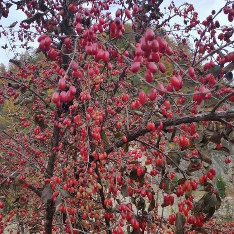 山茱萸树苗，山萸肉苗，药枣苗，1～3年生，高产良种